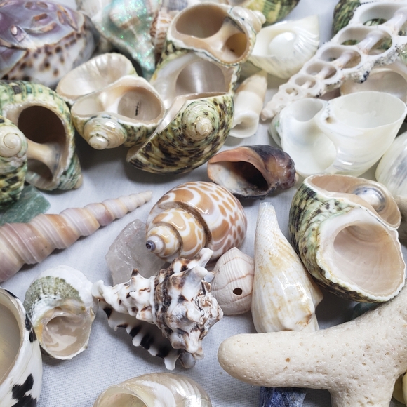 Assorted Seashell Collection 3.8 Pounds For Crafting Decor - Picture 6 of 7